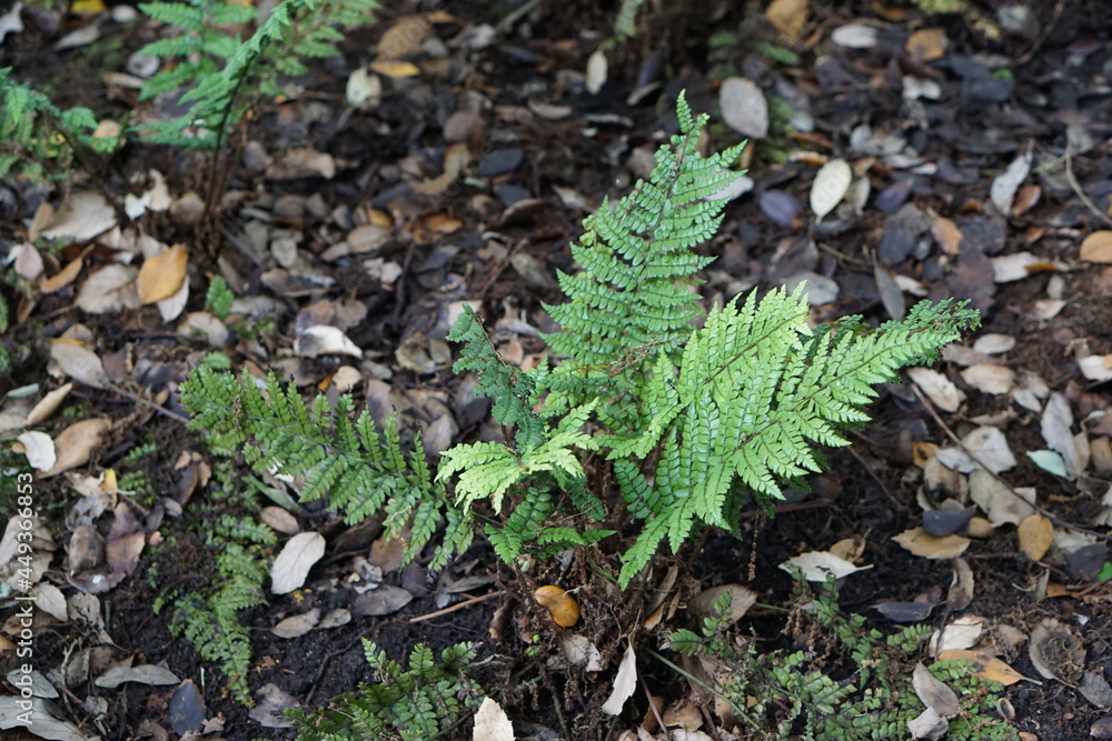 Ferns Ferns