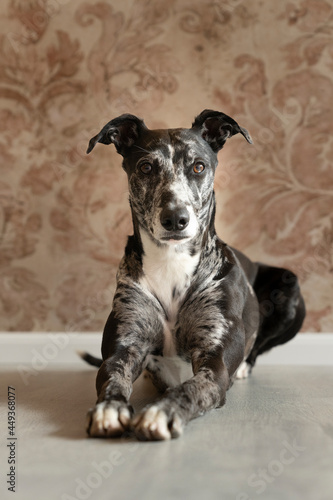 Studioshot of a black grey and white lurcher a type of sighthound a mixed greyhound or whippet lying on the floor