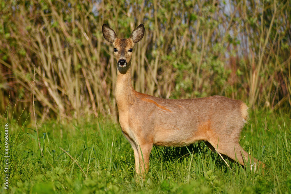 A young female roe deer in the wild on a sunny spring day stands sideways, close-up. European roe deer in their natural habitat. A young female roe deer in the wild on a sunny spring day stands sideways, close-up. European roe deer in their natural habitat.
