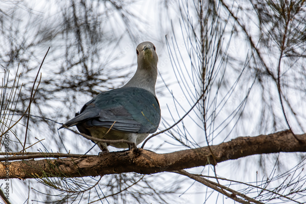 Fototapeta premium Green Imperial Pigeon perched on the tree branch.