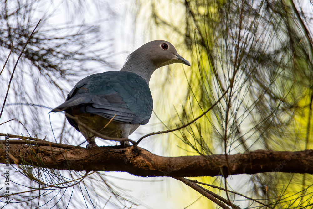 Fototapeta premium Green Imperial Pigeon perched on the tree branch.
