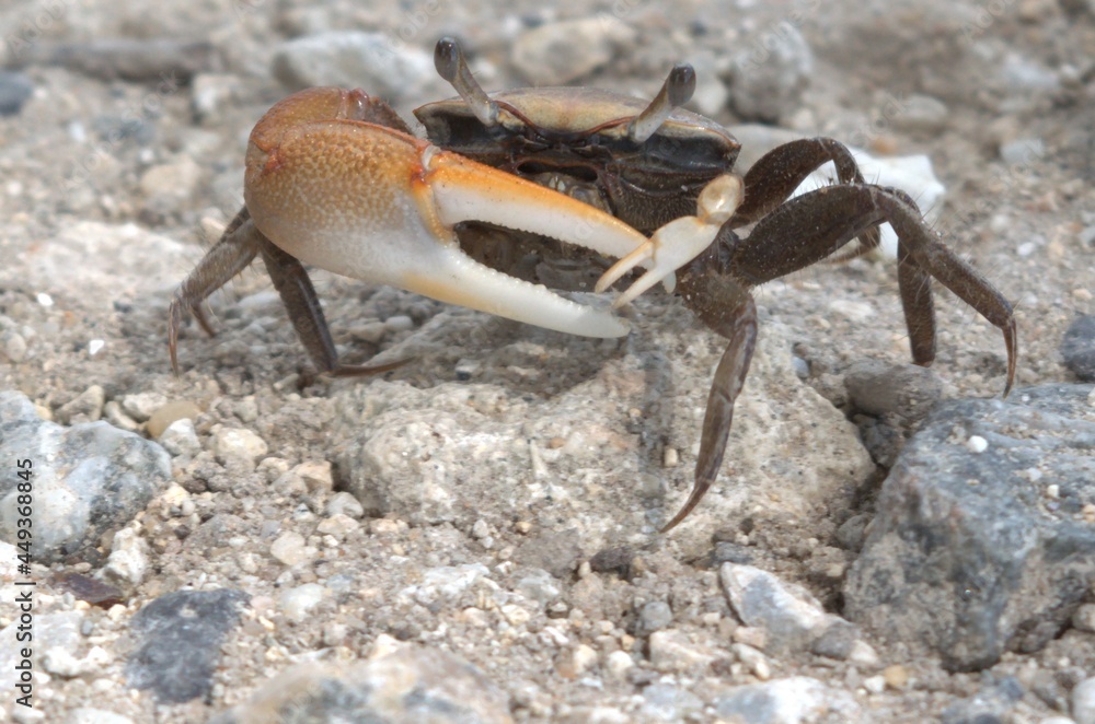 crab on the beach crab on the beach