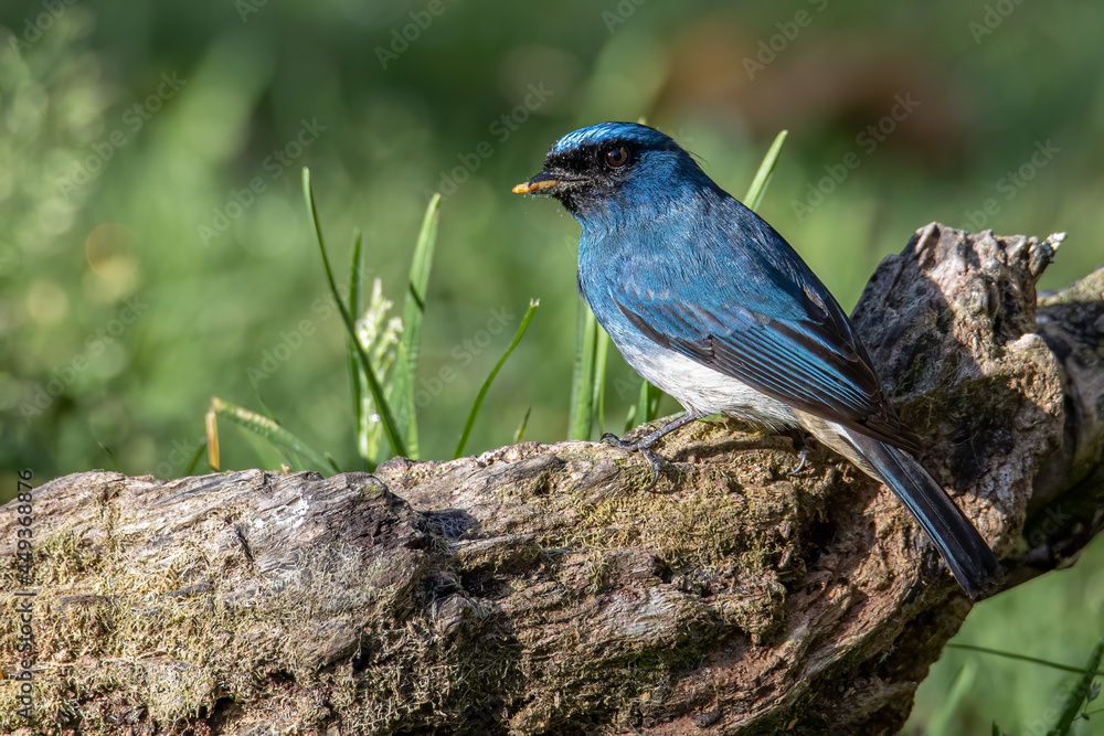 Beautiful blue color bird known as Rufous Vented Flycatcher Beautiful blue color bird known as Rufous Vented Flycatcher