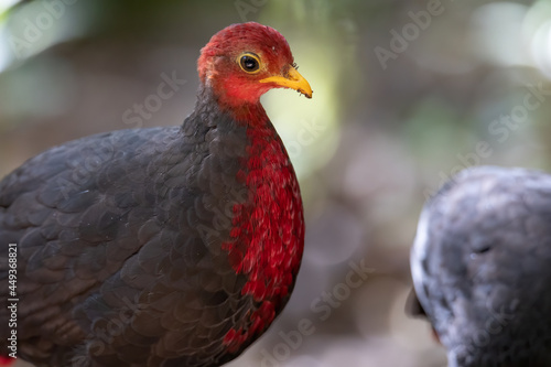 Nature wildlife bird of crimson-headed partridge on deep jungle rainforest  It is endemic to the island of Borneo