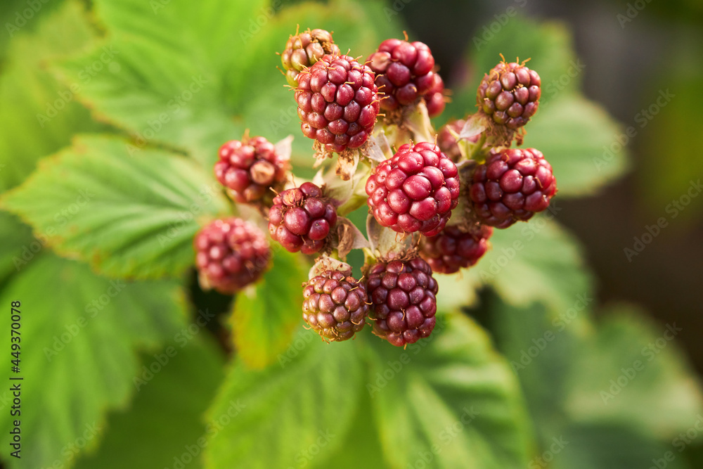 Red unripe blackberries grow on the branch in summer in the garden Red unripe blackberries grow on the branch in summer in the garden