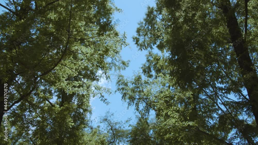 林道の木々の間から見える青空 林道の木々の間から見える青空