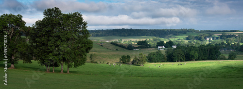 black and white cows in french ardennes near charleville in france