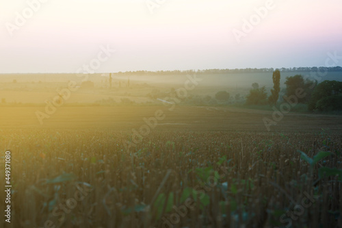 Picturesque view of beautiful field in morning