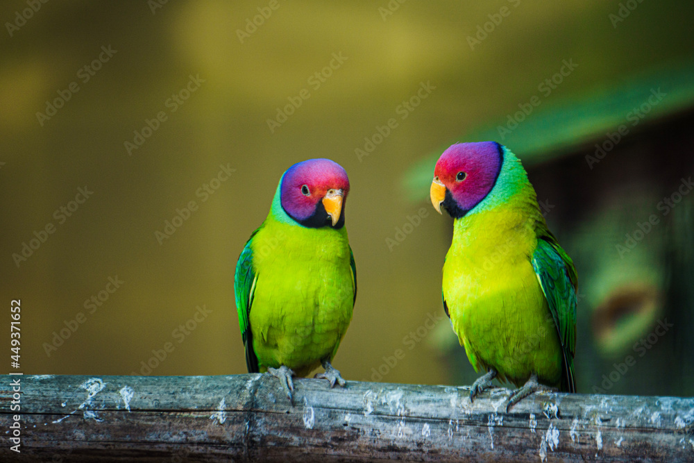 Obraz premium pair of parrots