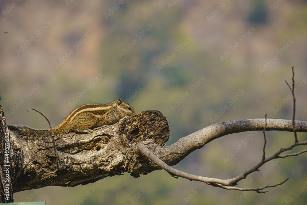 indian palm squirrel on tree