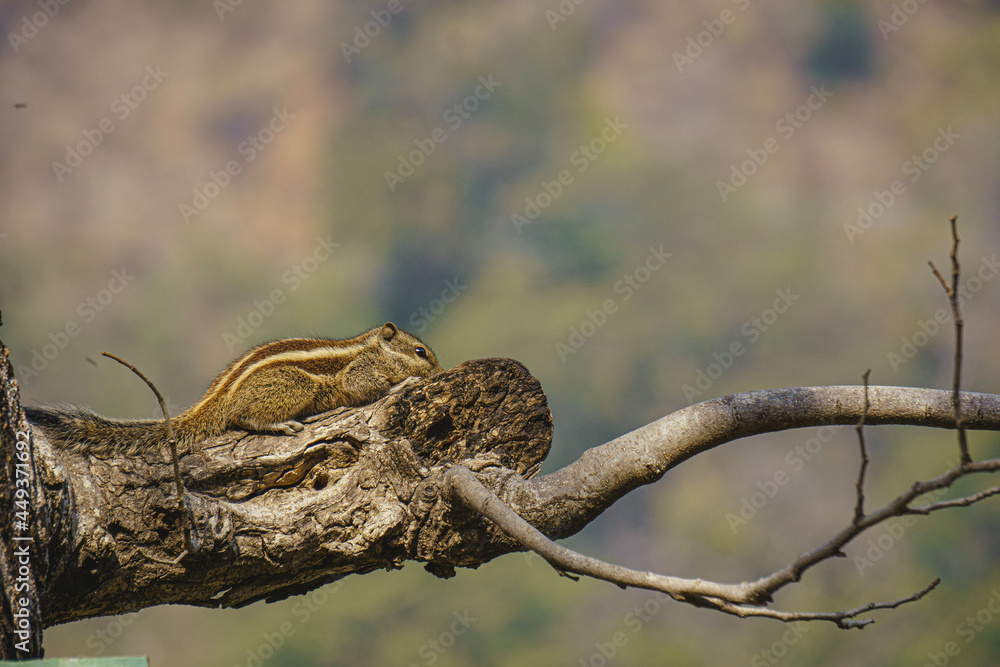 indian palm squirrel on tree