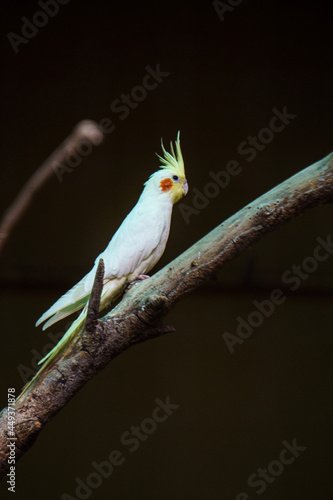 the cockatiel (weiro bird , quqrrion)