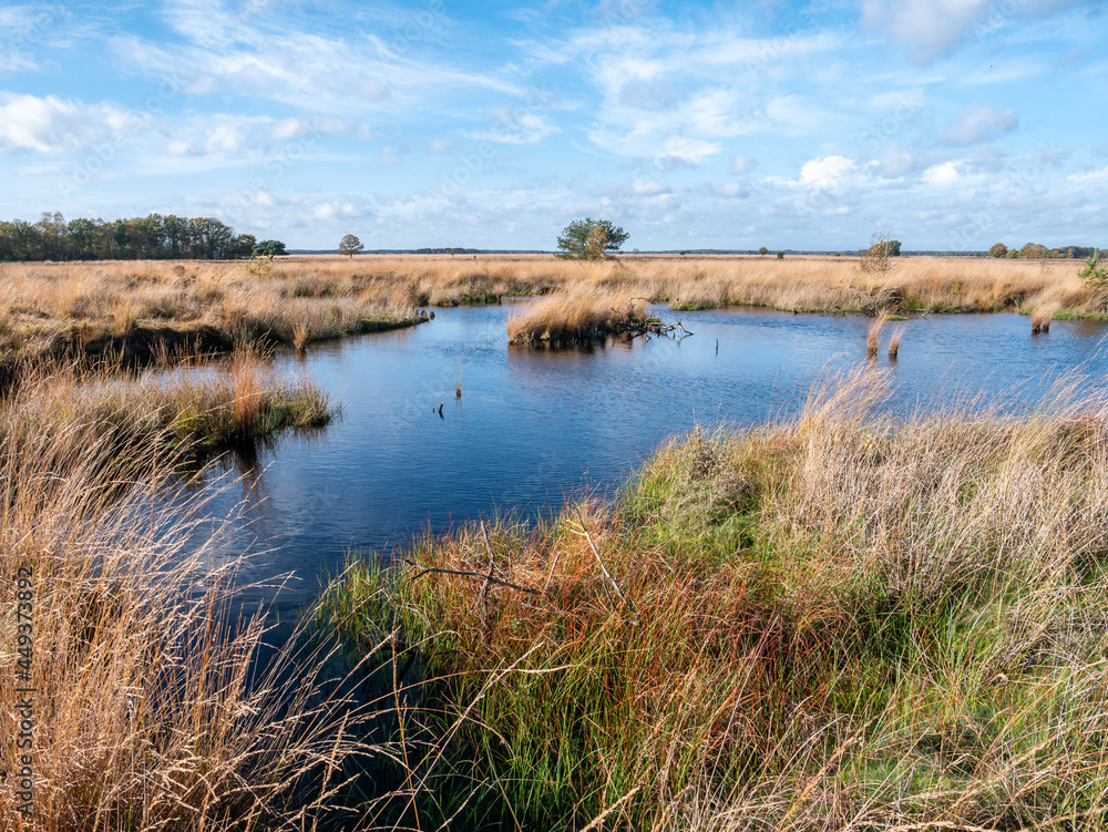 Moorgrass and water pool, peat bog in nature reserve Dwingelderveld, Drenthe, Netherlands