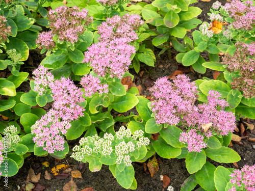 Pink flowers and buds of showy stonecrop or iceplant, Sedum spectabile or Hylotelephium spectabile in autumn