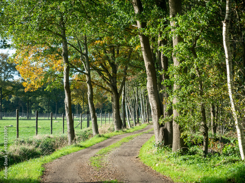 Unpaved country road with oak trees on either side in rural area, Dwingelderveld, Drenthe, Netherlands