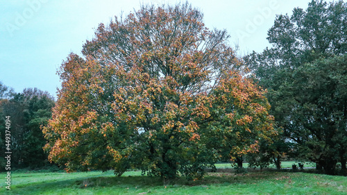 Trees in Autumn Colors