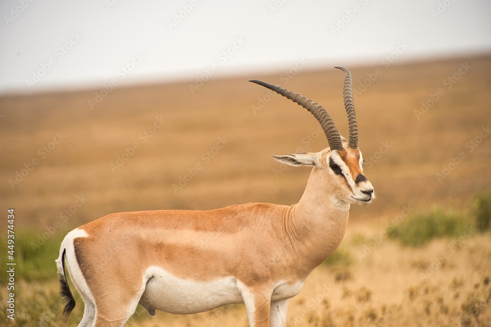 One wild gazelle waking in the safari of Tanzania One wild gazelle waking in the safari of Tanzania
