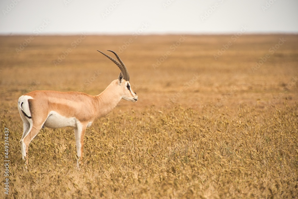 One wild gazelle waking in the safari of Tanzania One wild gazelle waking in the safari of Tanzania