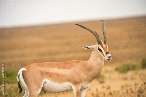 One wild gazelle waking in the safari of Tanzania