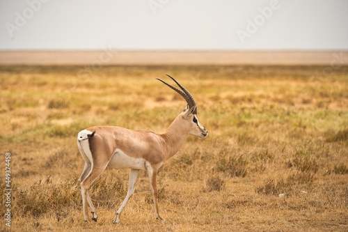 One wild gazelle waking in the safari of Tanzania