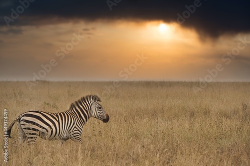 One zebra in the savannah at sunset in Tanzania