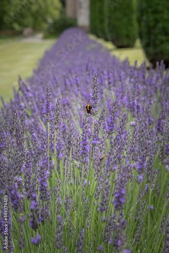 Bee on flowering lavender in a flowerbed
