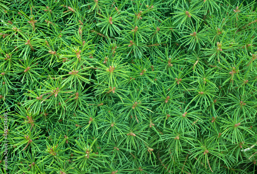 Dwarf Alberta spruce ,Picea glauca, needles texture. Evergreen perennial coniferous plant used as decoration in landscape design of park or garden. Natural coniferous texture. Selective focus. Dwarf Alberta spruce ,Picea glauca, needles texture. Evergreen perennial coniferous plant used as decoration in landscape design of park or garden. Natural coniferous texture. Selective focus.