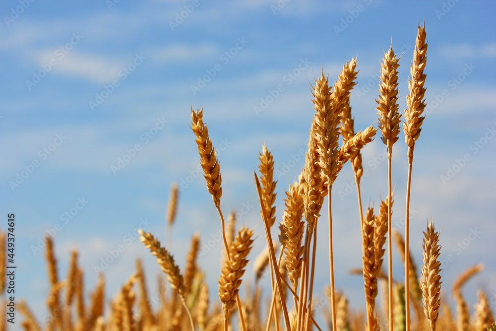 several yellow ears of wheat close up in the field several yellow ears of wheat close up in the field