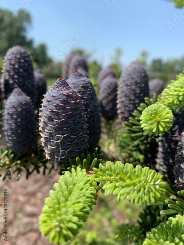 close up of cones
