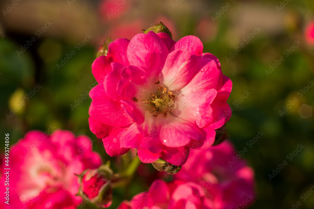 Pink rose on a bush in the park