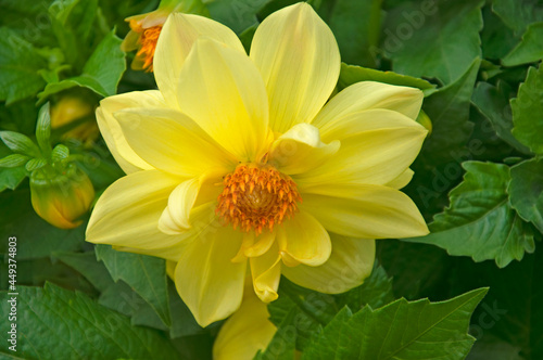 One bright beautiful yellow dahlia close-up on a background of green leaves in a flower garden © fedotovalora