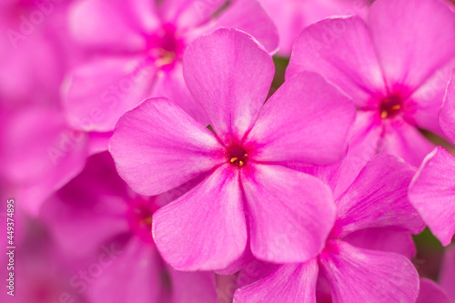 Pink flowers phlox in nature