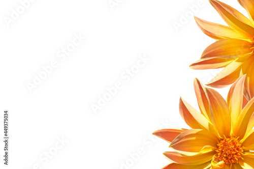 Floral beautiful background of two pink yellow dahlias on a white isolated background with place for text