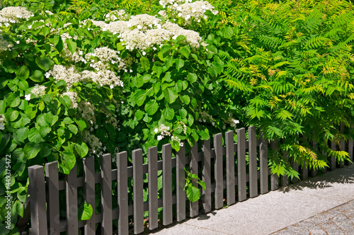 Bushes with white flowers of hydrangea paniculata (Hydrangea paniculata) and rowan bushes on the background of a gray wooden fence