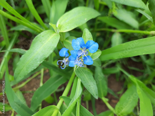 фотографія Selective focus shot of a gentian cruciform
