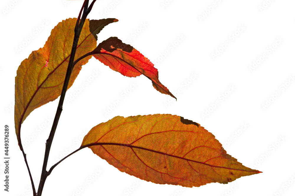 Three bright colorful autumn yellow, red, orange leaves close up on a white isolated background
