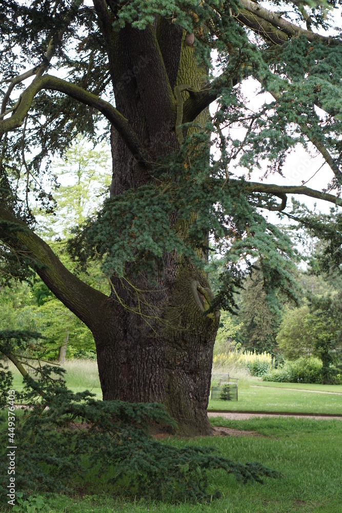 Trees photographed in Cambridge Botanic Gardens in June 2021