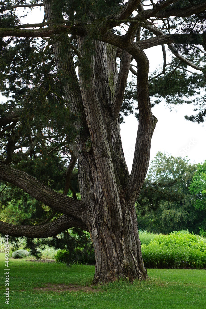 Obraz premium Trees photographed in Cambridge Botanic Gardens in June 2021