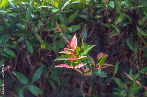 Red leaf photinia of Photinia glabra Robin. Flower s leaves are raised to receive soft sunlight in the morning Dense green leaves with red flowers. Copy space  Selective focus.