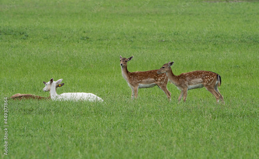 Beautiful sika deer grazing on a green lawn in the wild. Beautiful sika deer grazing on a green lawn in the wild.