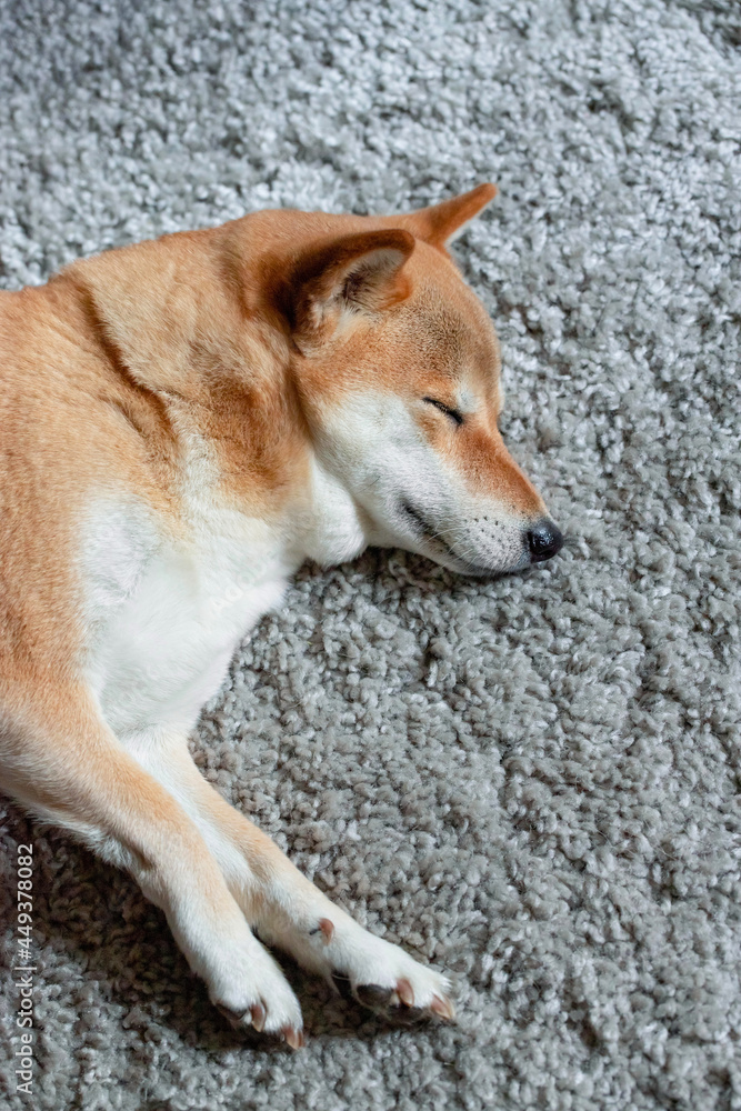 A fluffy young red dog Shiba inu sleeps on a gray carpet