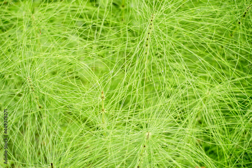 Green background made of horsetail with selective focus shallow depth of field Green background made of horsetail with selective focus shallow depth of field