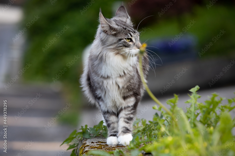 Obraz premium Main Coon