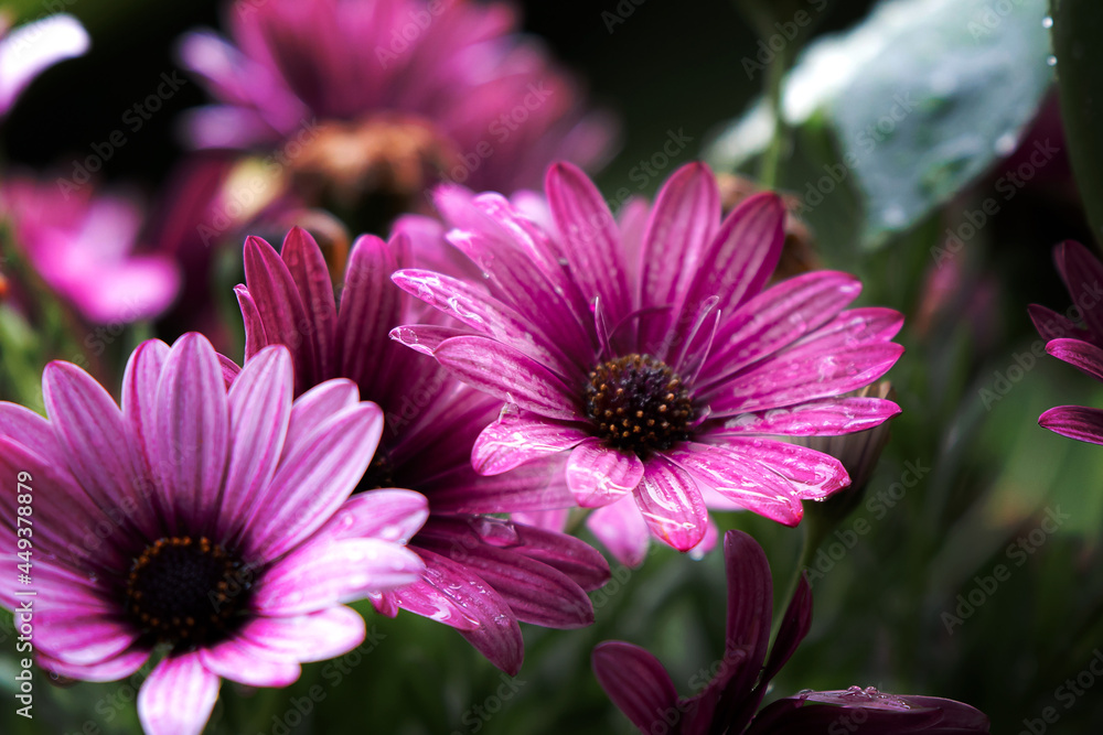 Blume Blume