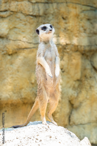 a meerkat © darkkong