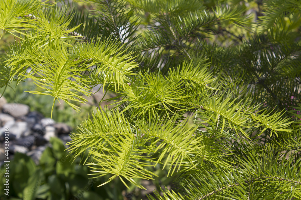 fir tree close up. Green branches of fir tree . fir tree close up. Green branches of fir tree .