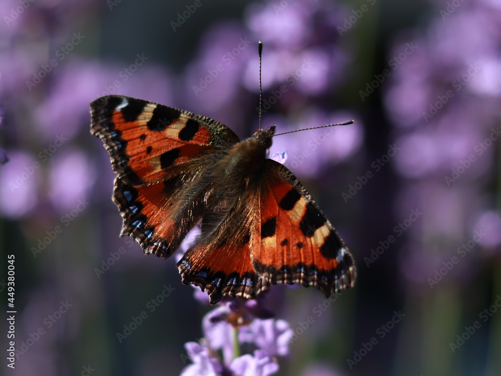 Obraz premium Insekt