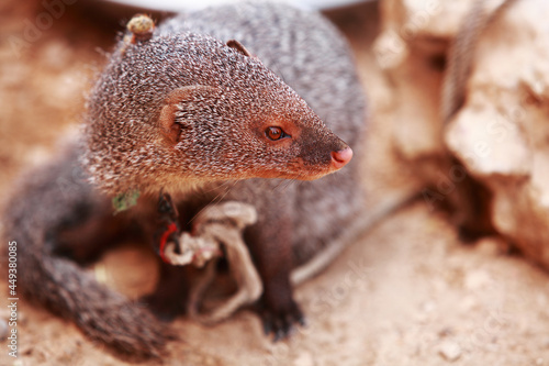 Mongoose on leash by Indian snake charmer photo