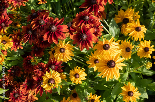 Yellow and red Rudbeckia hirta helenium flowers, also known as Black Eyed Susan. Photographed at a garden in Surrey UK, on a sunny day in mid summer.