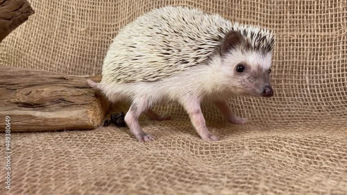 Little hedgehog defecates. Animal defecation photo